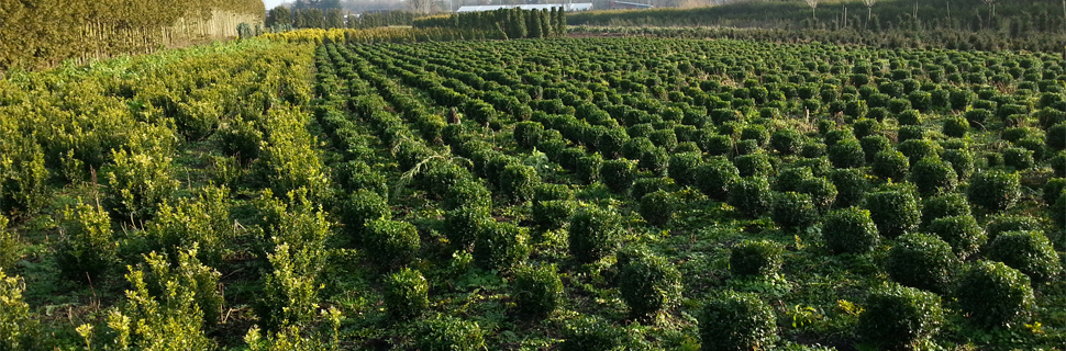 ruwe vorm buxus