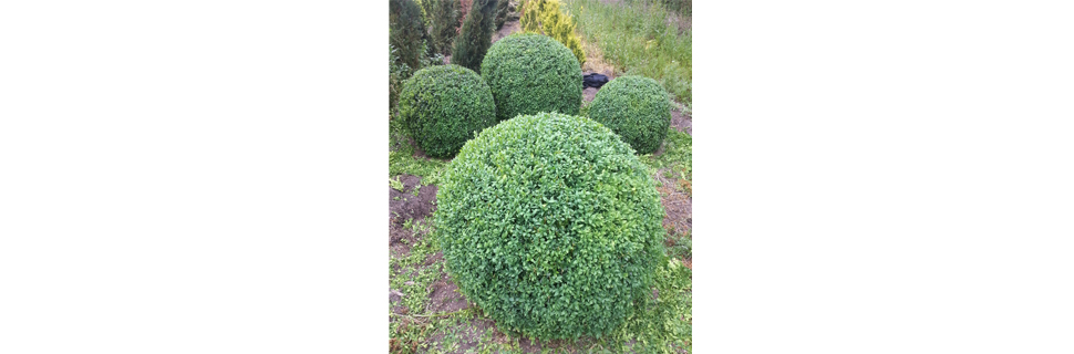 buxusbol
